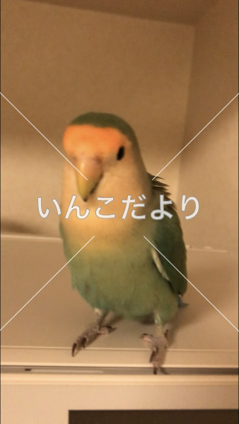 迷い鳥の写真