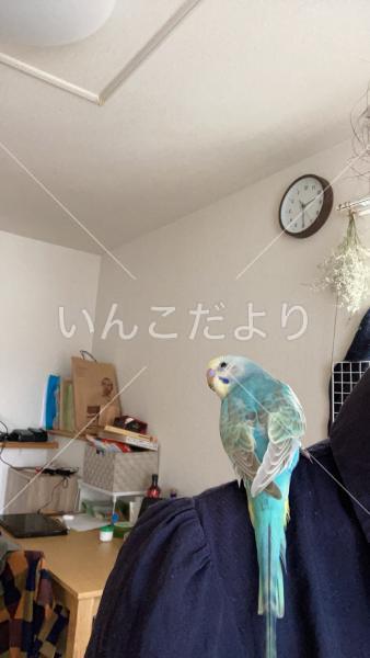迷い鳥の写真