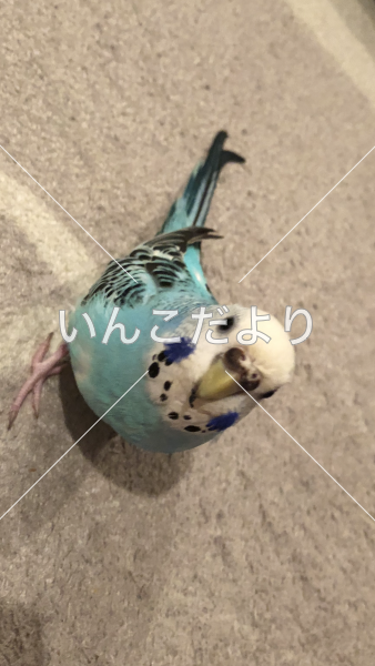 迷い鳥の写真