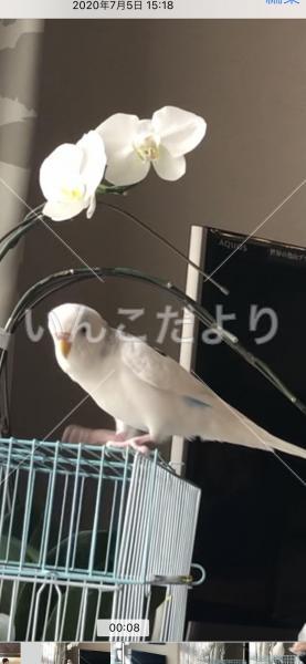 迷い鳥の写真