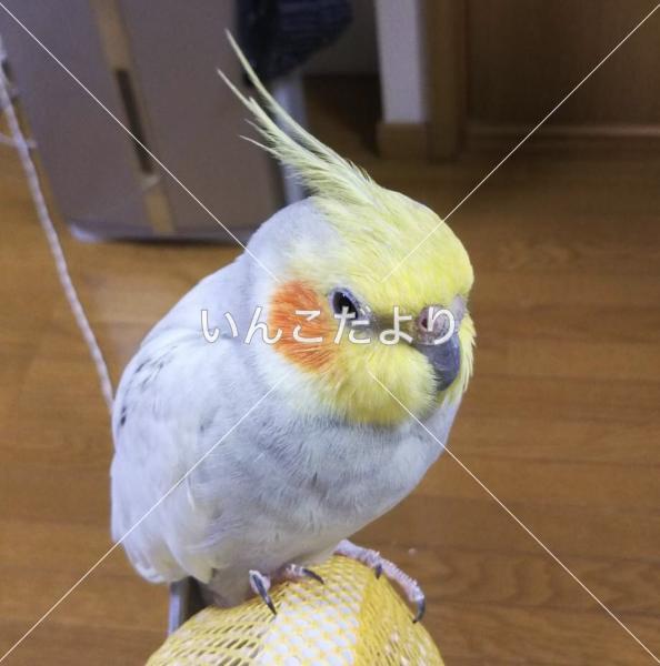 迷い鳥の写真