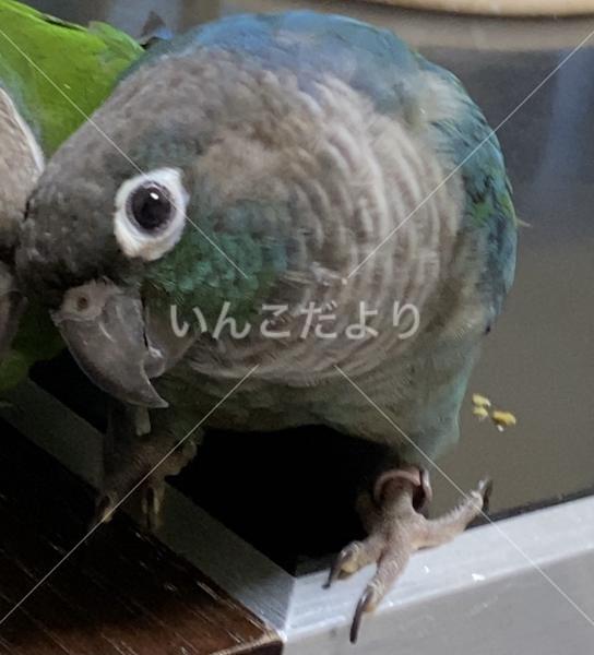 迷い鳥の写真