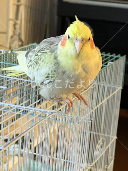 迷い鳥の写真