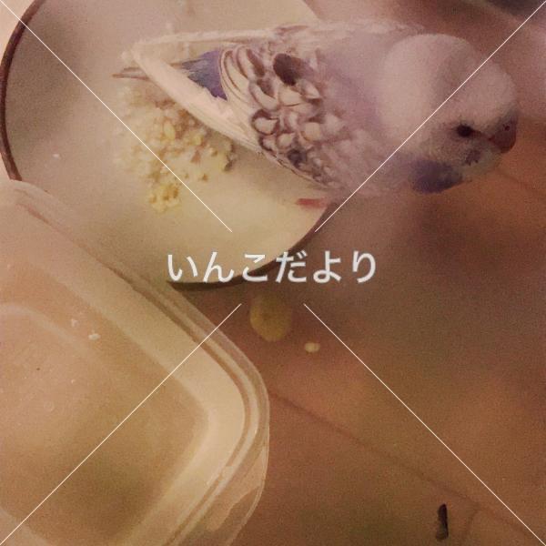 保護鳥の写真