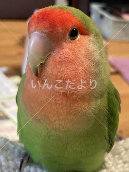 迷い鳥の写真