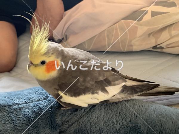 迷い鳥の写真