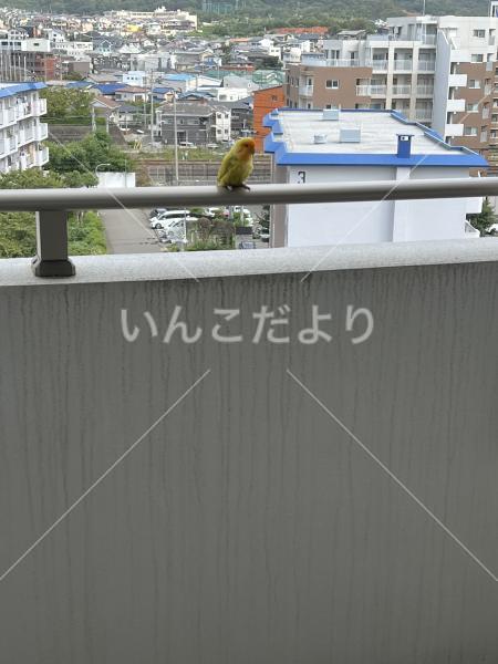 保護鳥の写真