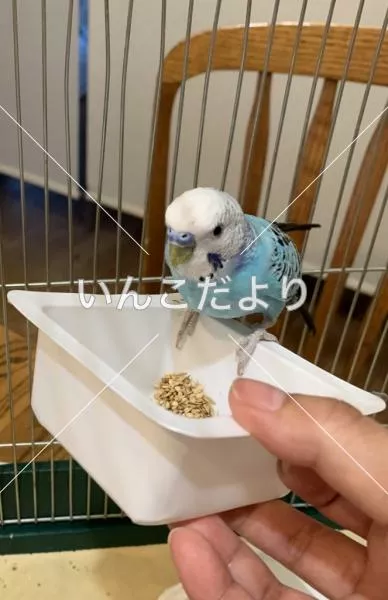 保護鳥の写真