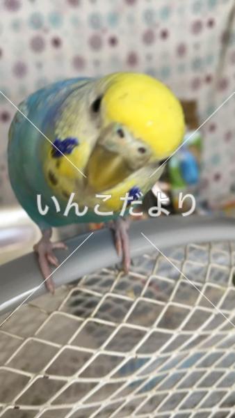 迷い鳥の写真