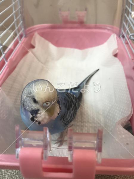 迷い鳥の写真