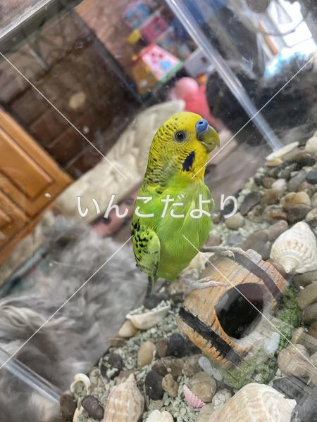 迷い鳥の写真