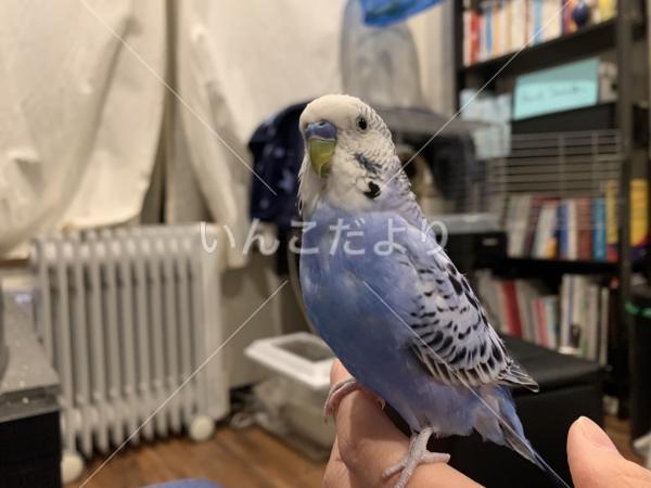 迷い鳥の写真