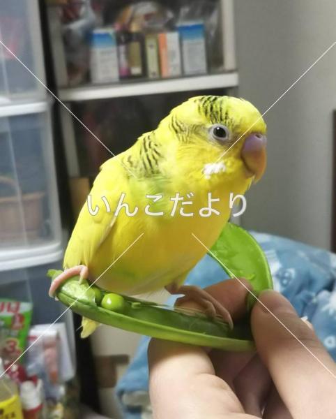 迷い鳥の写真