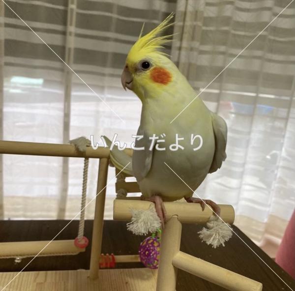 迷い鳥の写真