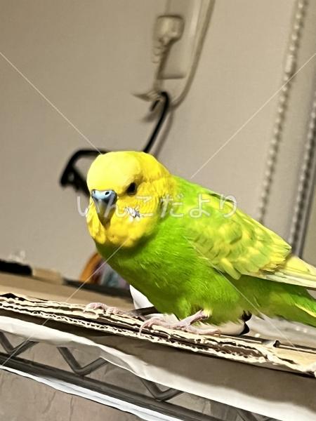 保護鳥の写真