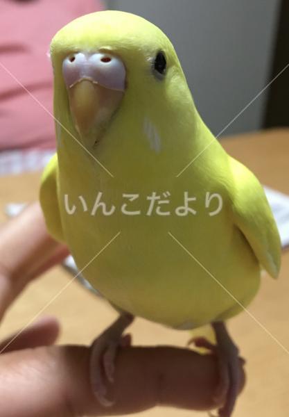 迷い鳥の写真