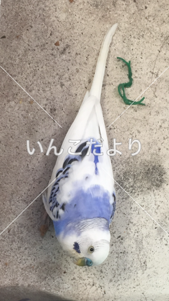保護鳥の写真