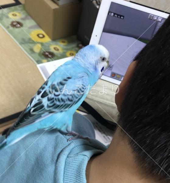 迷い鳥の写真