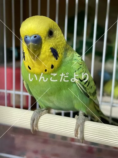 保護鳥の写真
