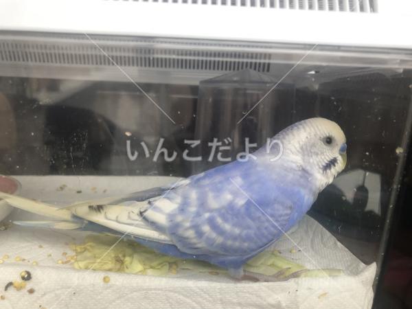 保護鳥の写真