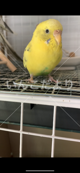 迷い鳥の写真
