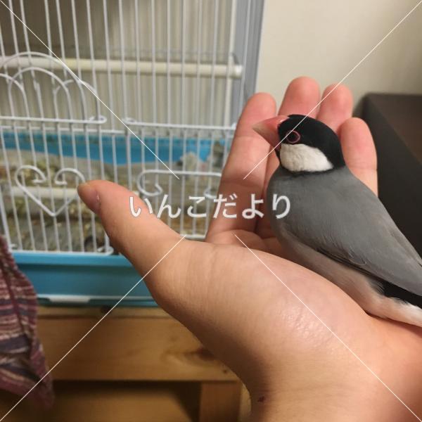 迷い鳥の写真