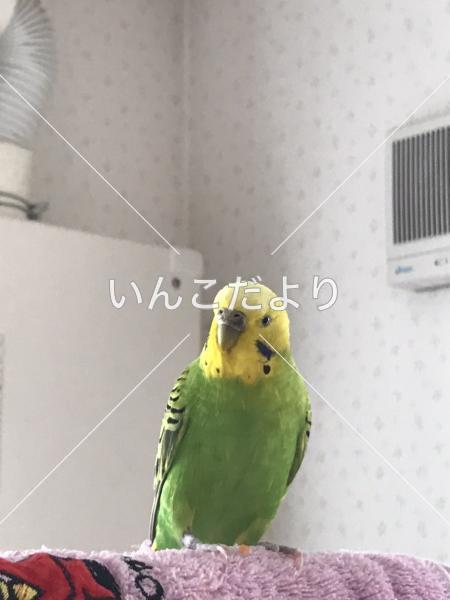 保護鳥の写真