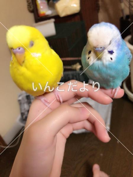 迷い鳥の写真