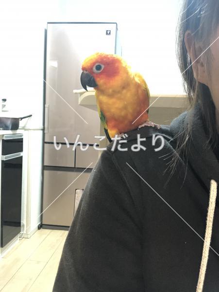 迷い鳥の写真