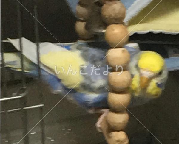 迷い鳥の写真