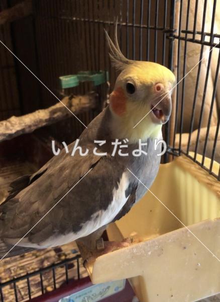 迷い鳥の写真