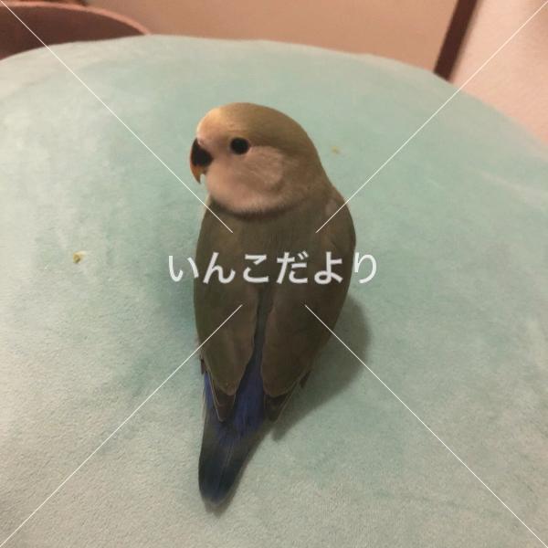迷い鳥の写真