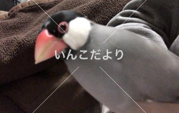 迷い鳥の写真