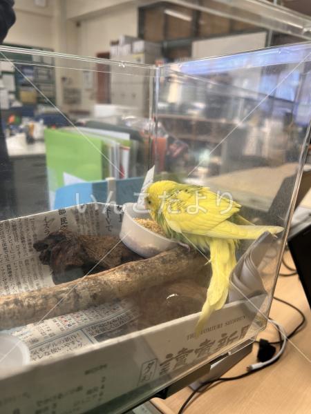 保護鳥の写真