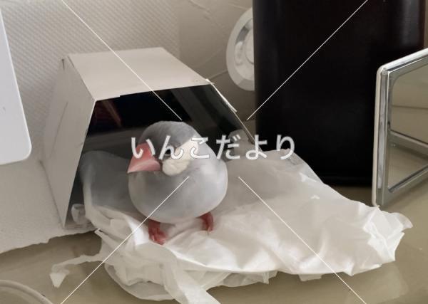 迷い鳥の写真