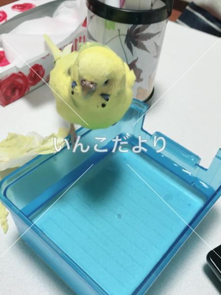 迷い鳥の写真