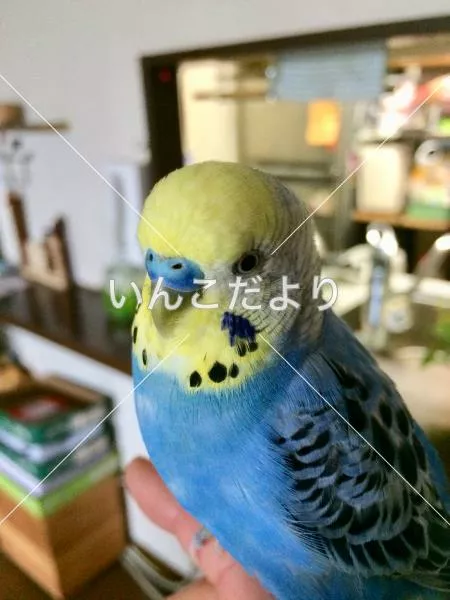 迷い鳥の写真