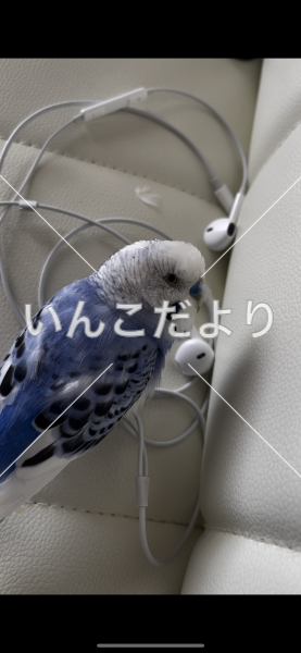迷い鳥の写真