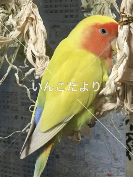 迷い鳥の写真