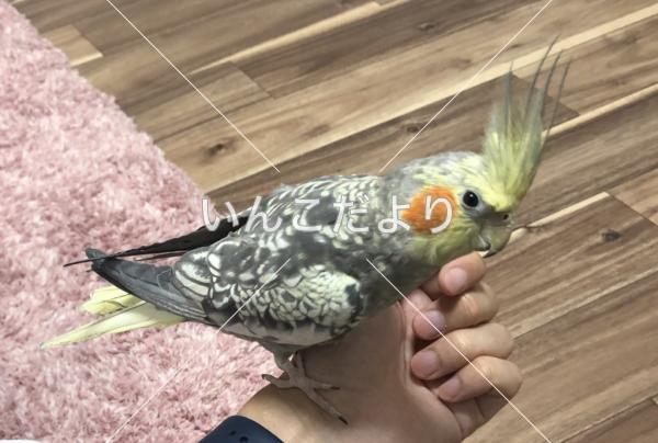 迷い鳥の写真