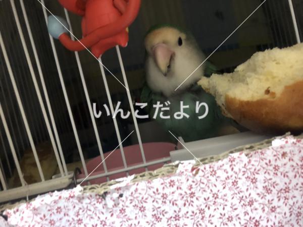 迷い鳥の写真