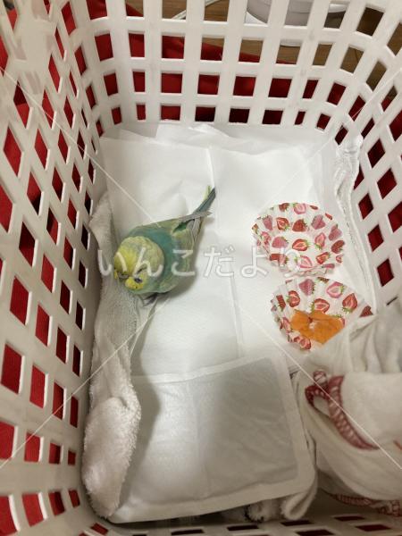 保護鳥の写真