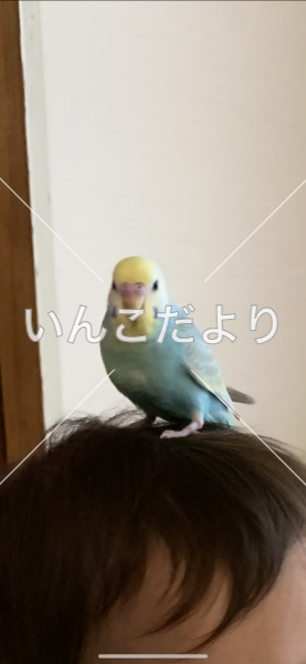 迷い鳥の写真