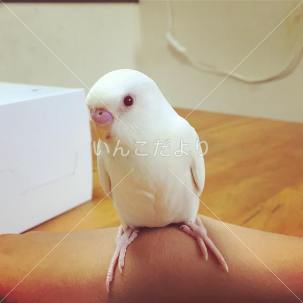 迷い鳥の写真