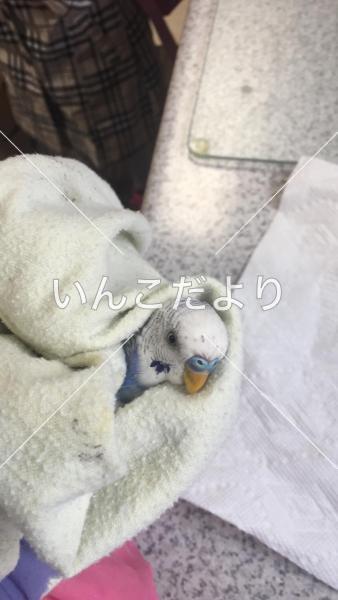 保護鳥の写真