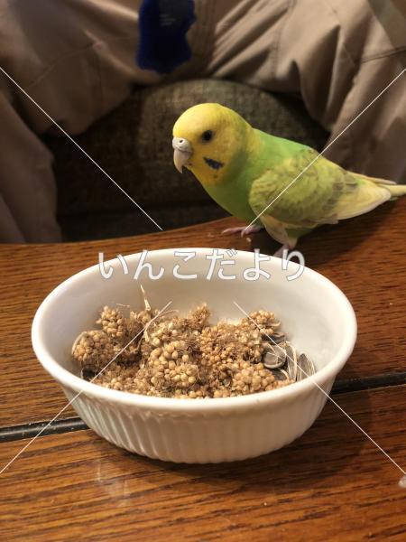 保護鳥の写真