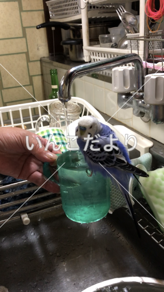 迷い鳥の写真