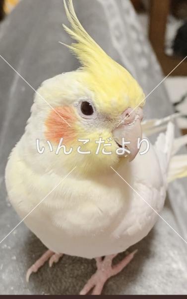 迷い鳥の写真