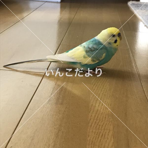 迷い鳥の写真