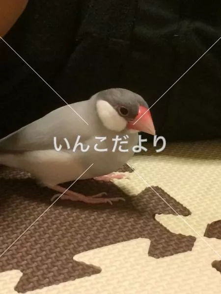 迷い鳥の写真